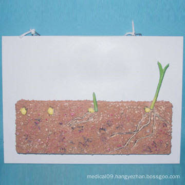 Plant Cereal Seed Anatomy Model for Biology Teaching (R200106)